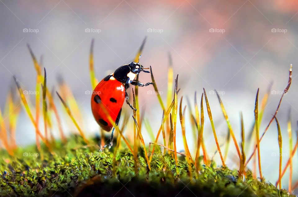 Ladybug in macro