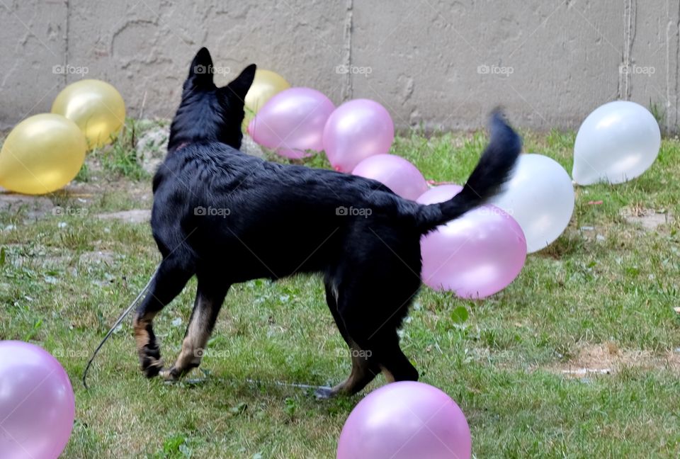 Dog playing with balloons 
