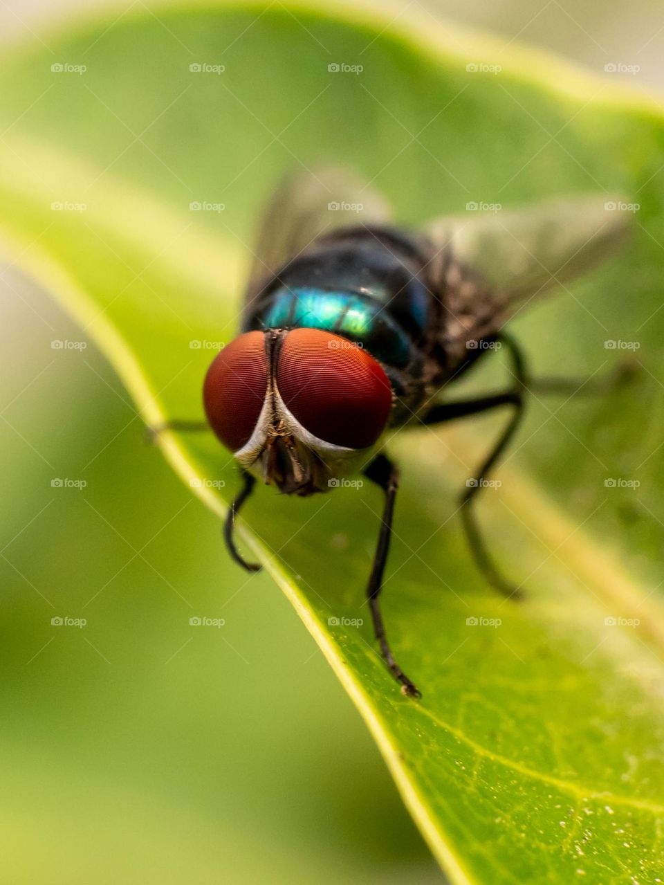 Close-up of Housefly