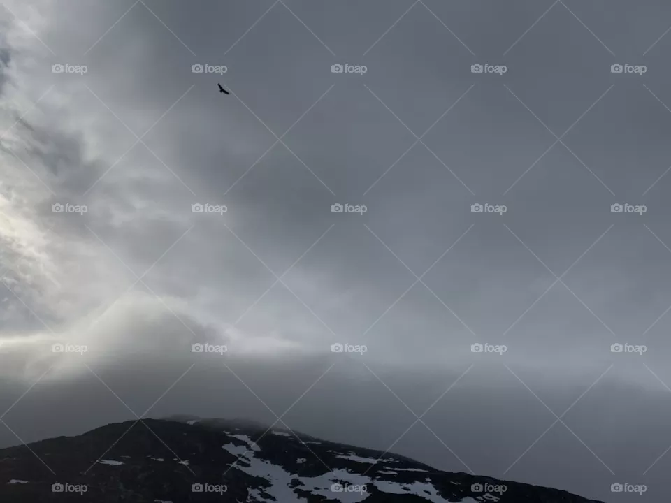 Eagle in Nanortalik 