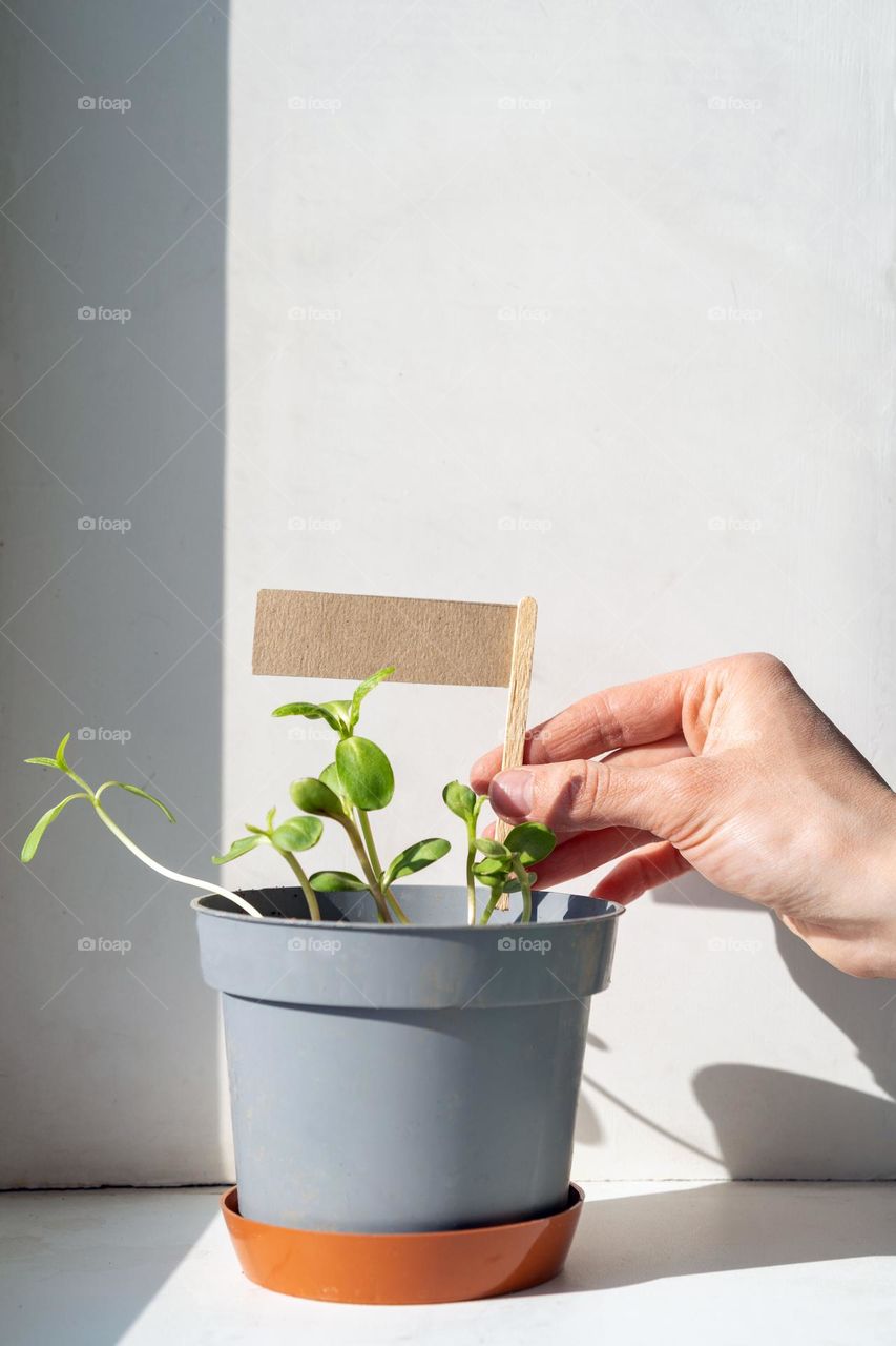 Farmer insert flag into the pot to mark seedlings and seedlings 