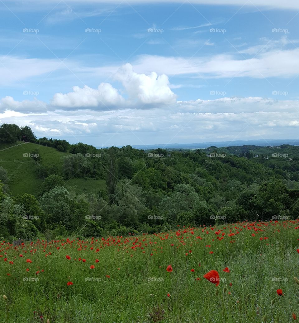 Beautiful sky above the meadow of red poppies