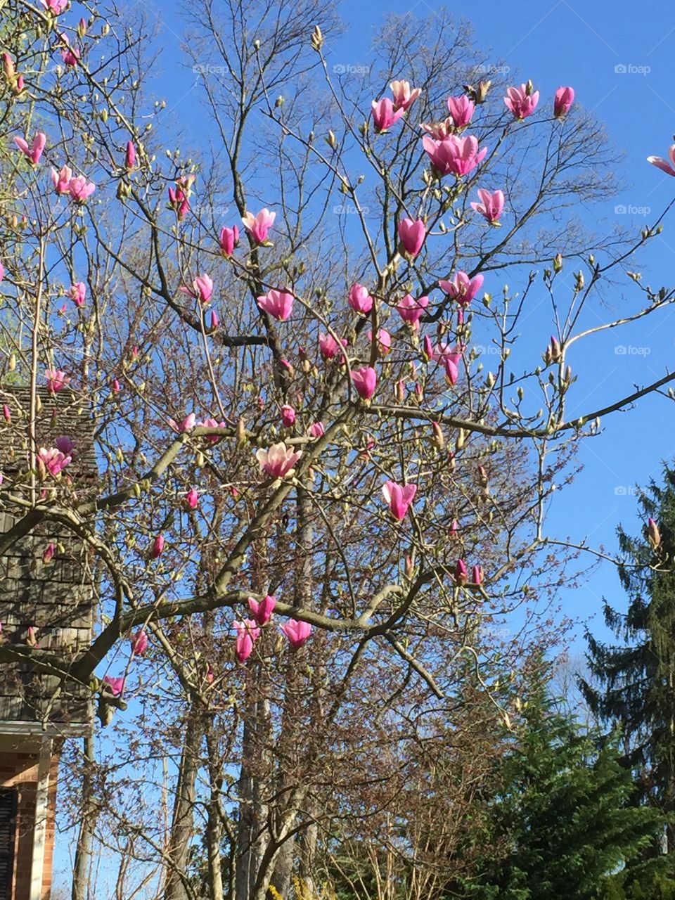 View of magnolia tree