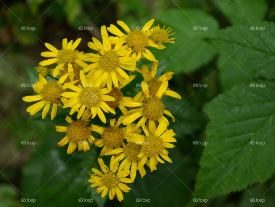 Wildflowers