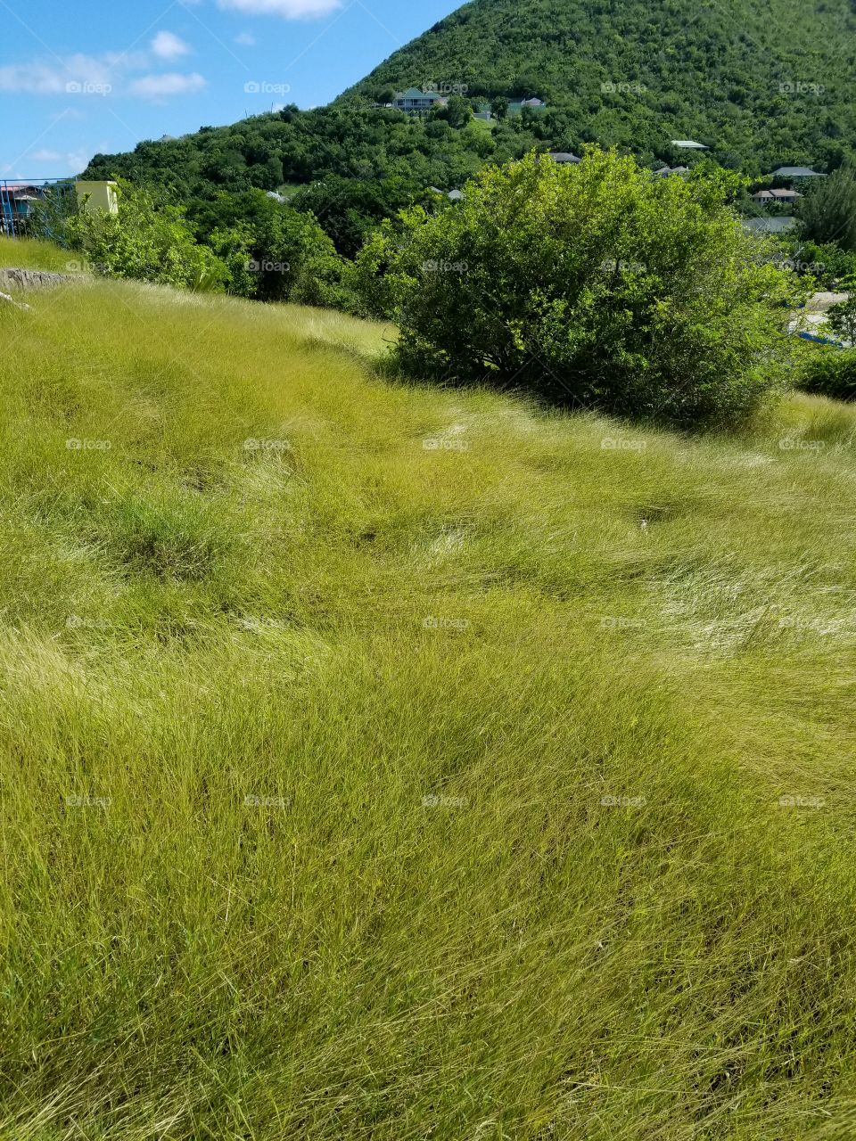 Grassy Hill