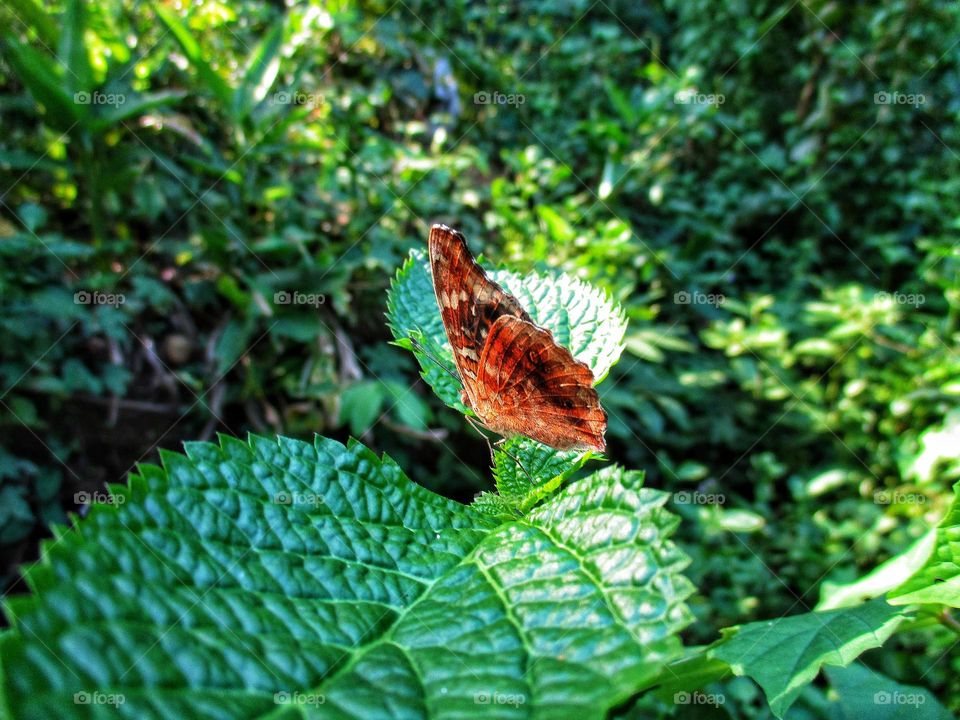 beautiful butterfly perched on a green leaf