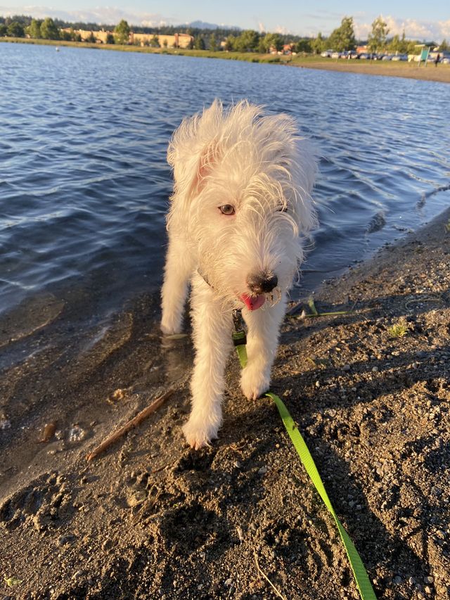 Parson Russell Terrier enjoy himself by the lake