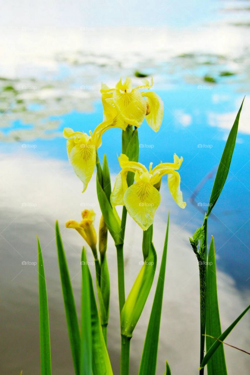 flowers