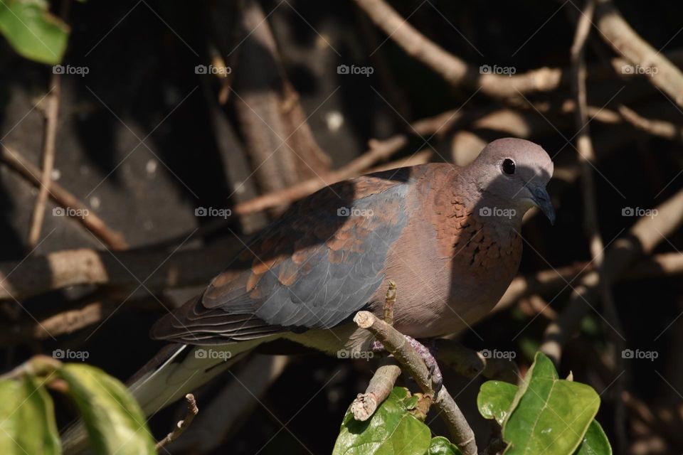 African Laughing dove sitting in the tree in the garden 