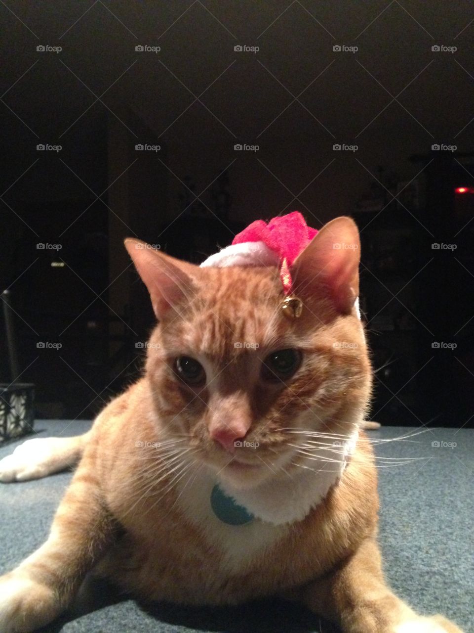 Xmas cat 