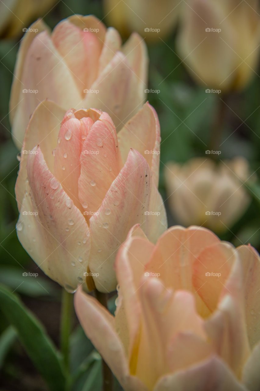 Beautiful pink tulips in the garden