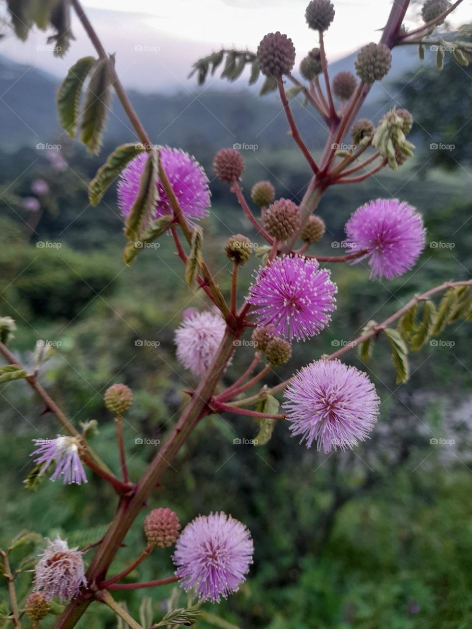 Mimosa pigra, commonly known as the giant sensitive tree, is a species of plant of the genus Mimosa, in the family Fabaceae.