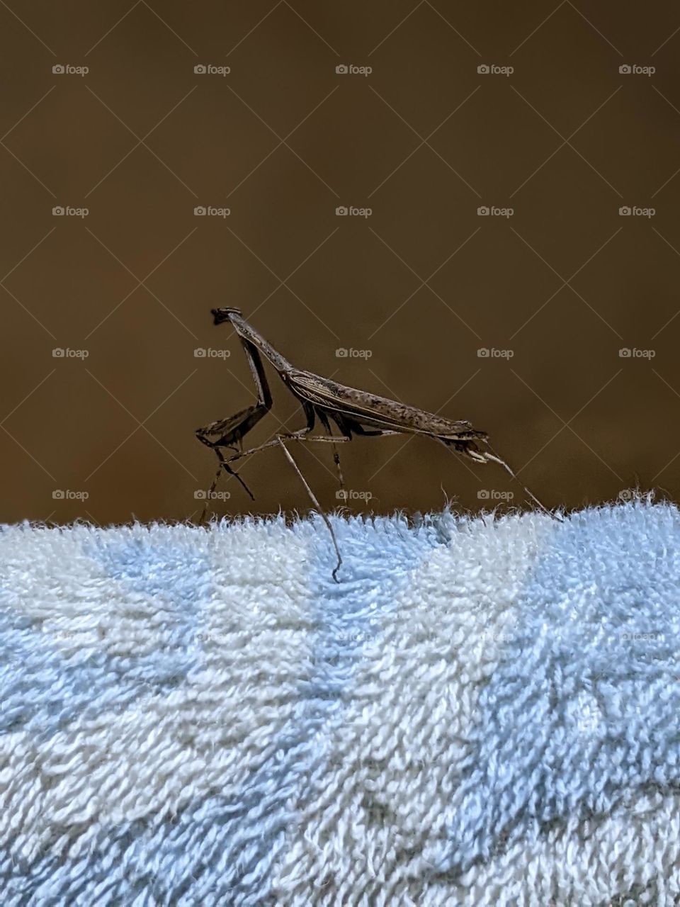 praying mantis perched on a towel