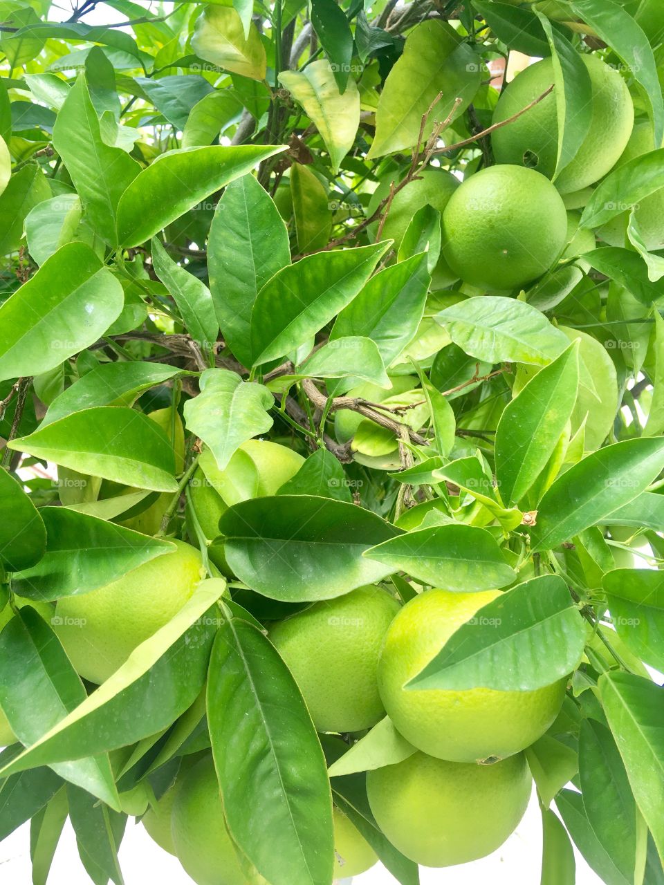 Orange tree 