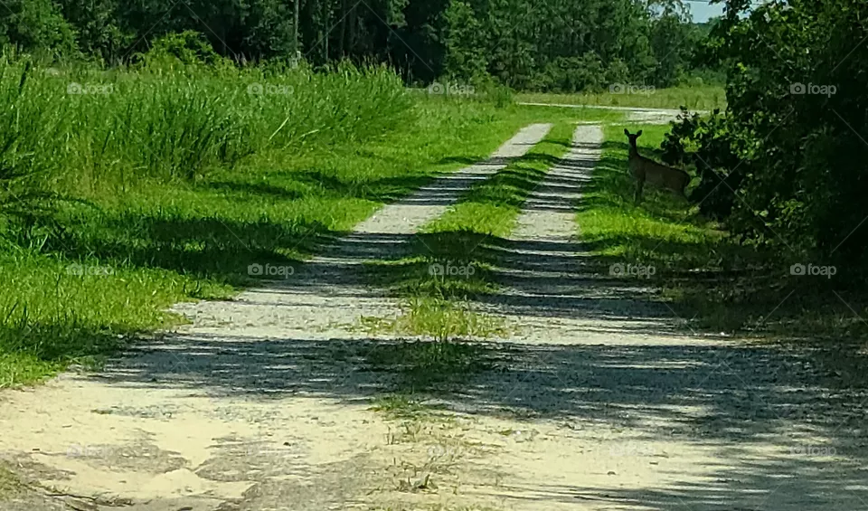 Do you see what I see?