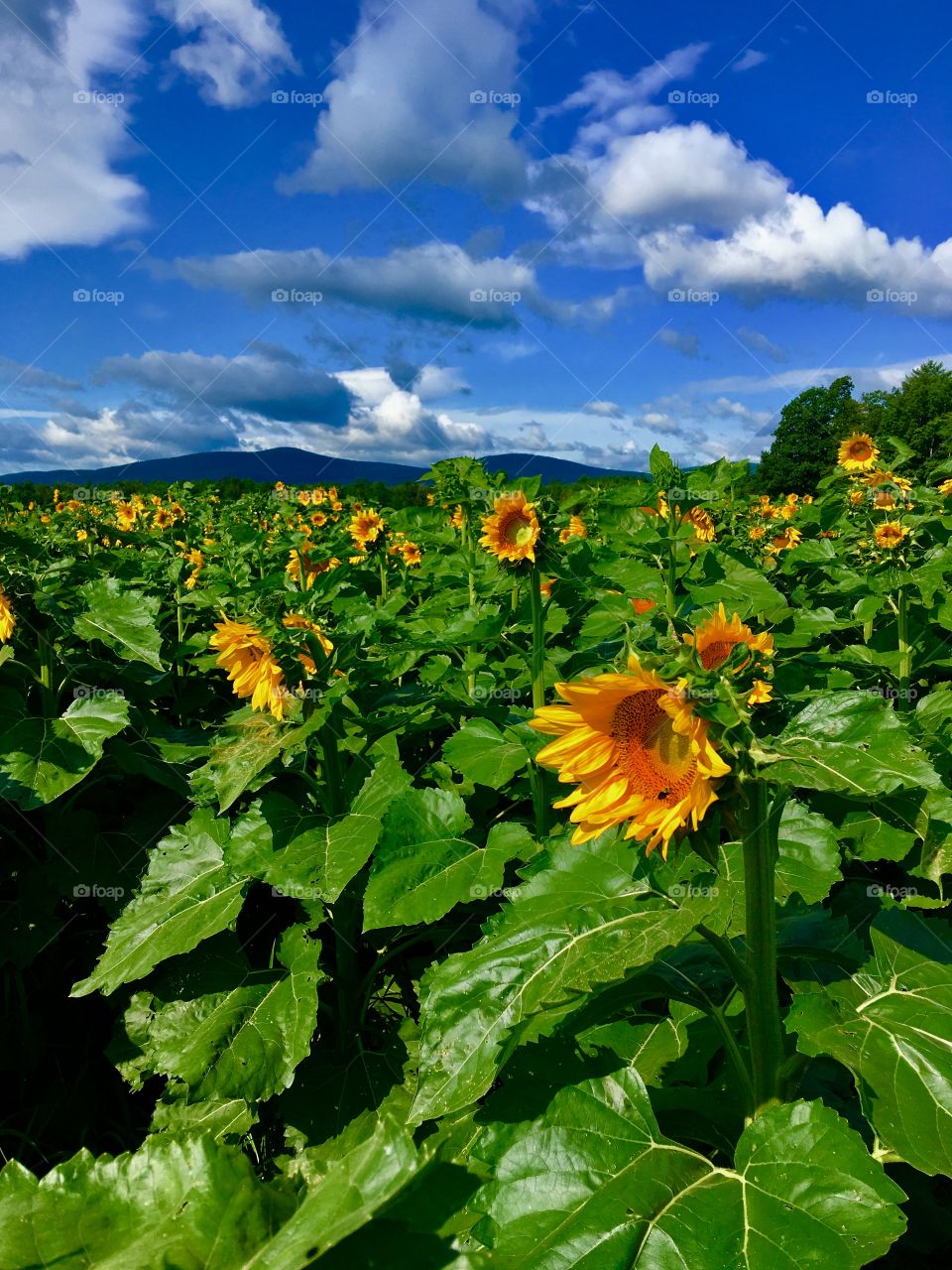 Sunflowers and sky 