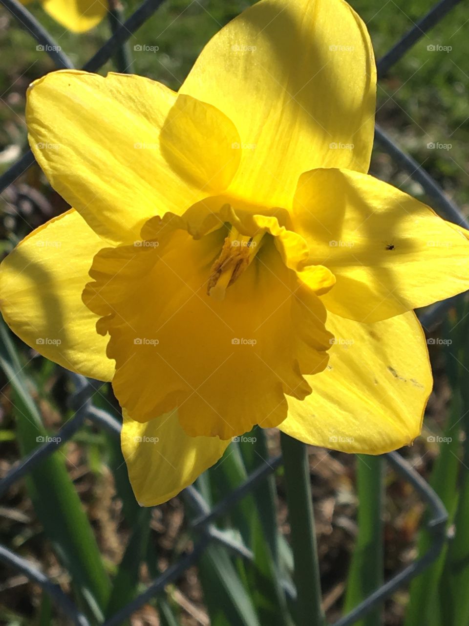 Daffodil 