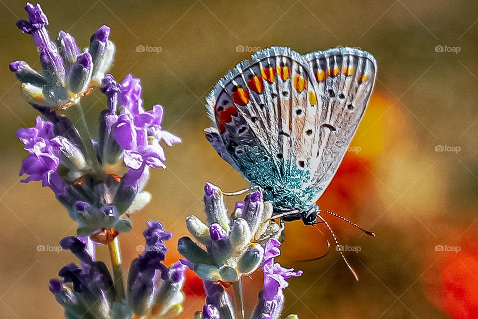 Blue moth butterfly