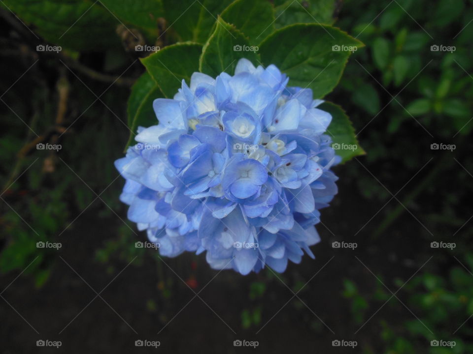 Hydrangea blue