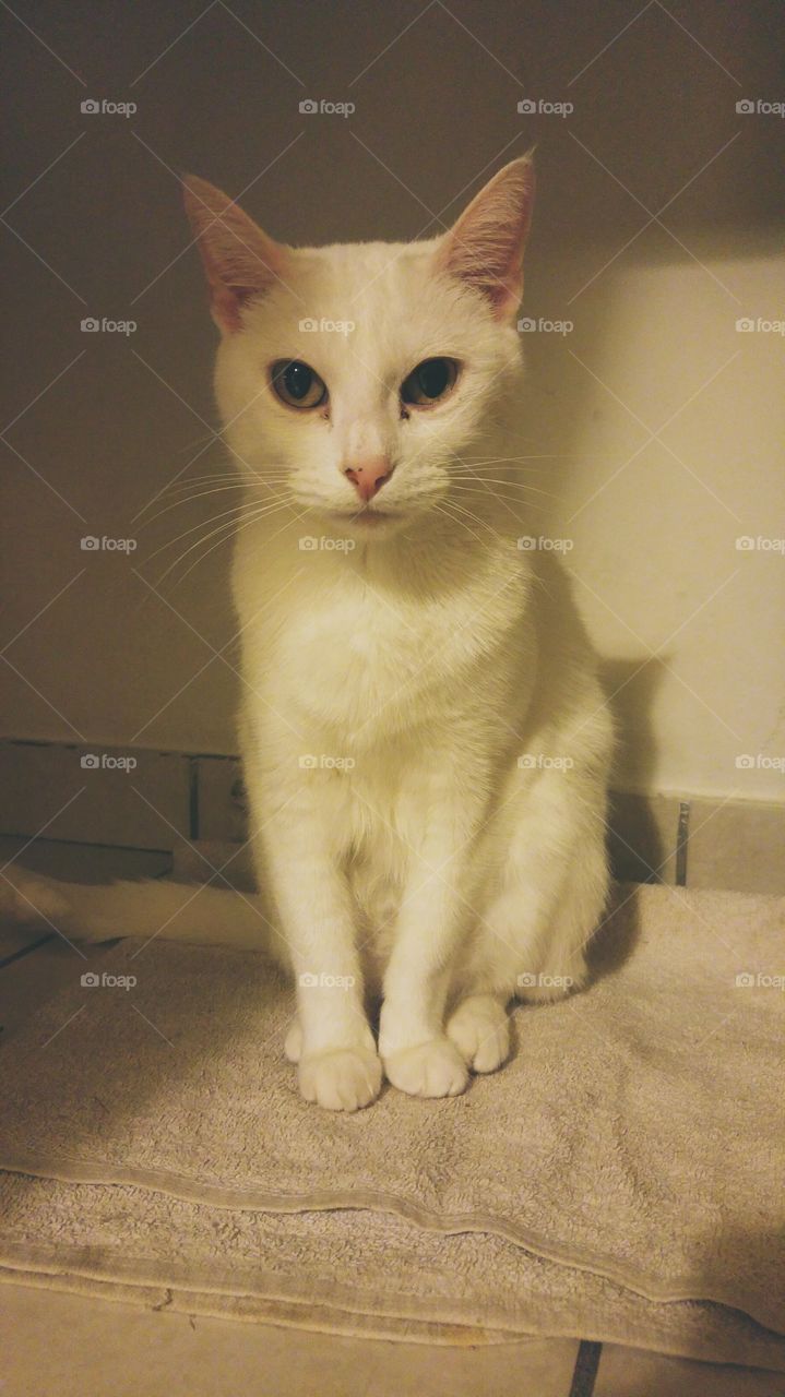 Portrait of sitting cat