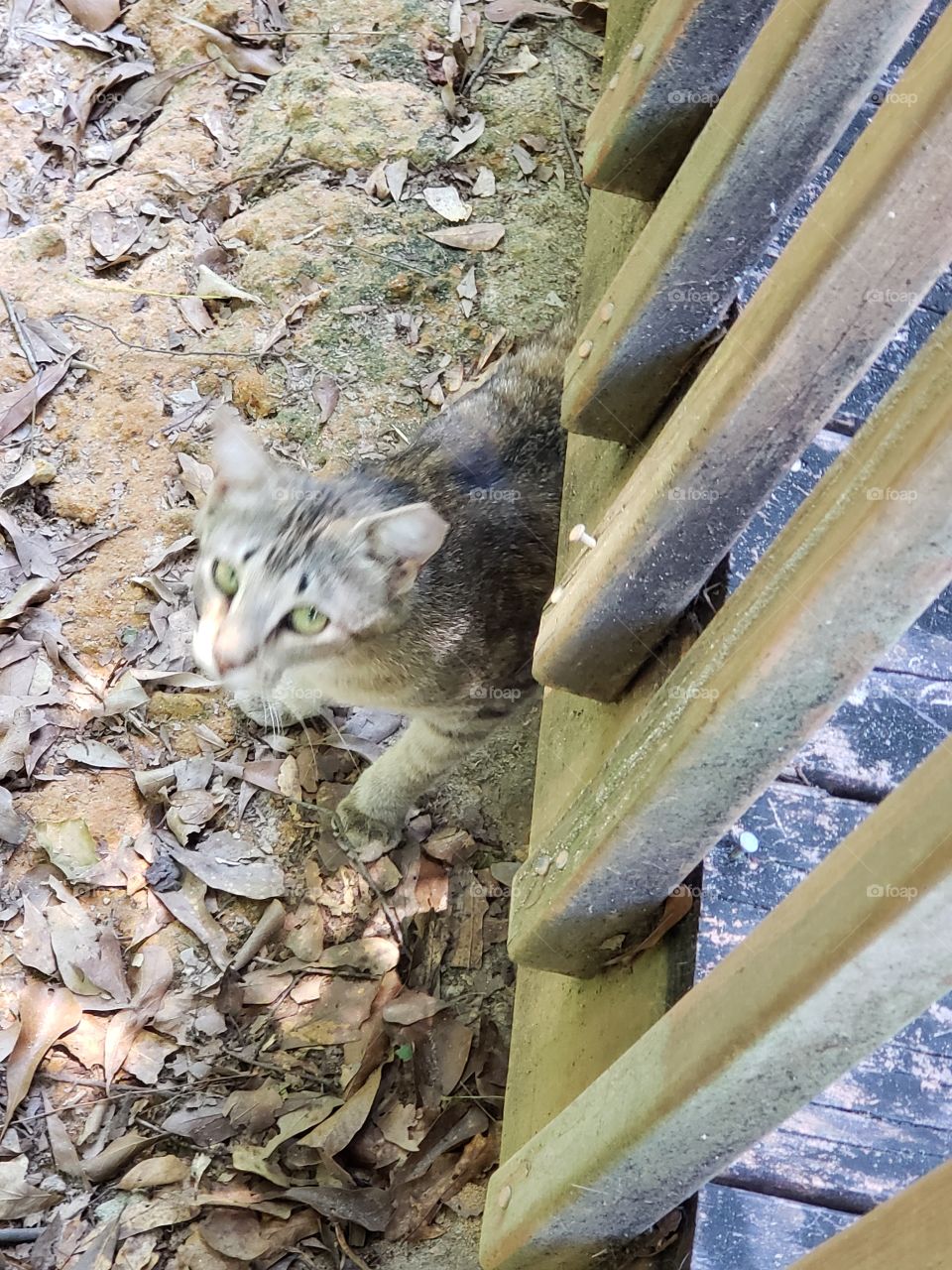 Sassy momma neighborhood feral TAR'ed and rescued.