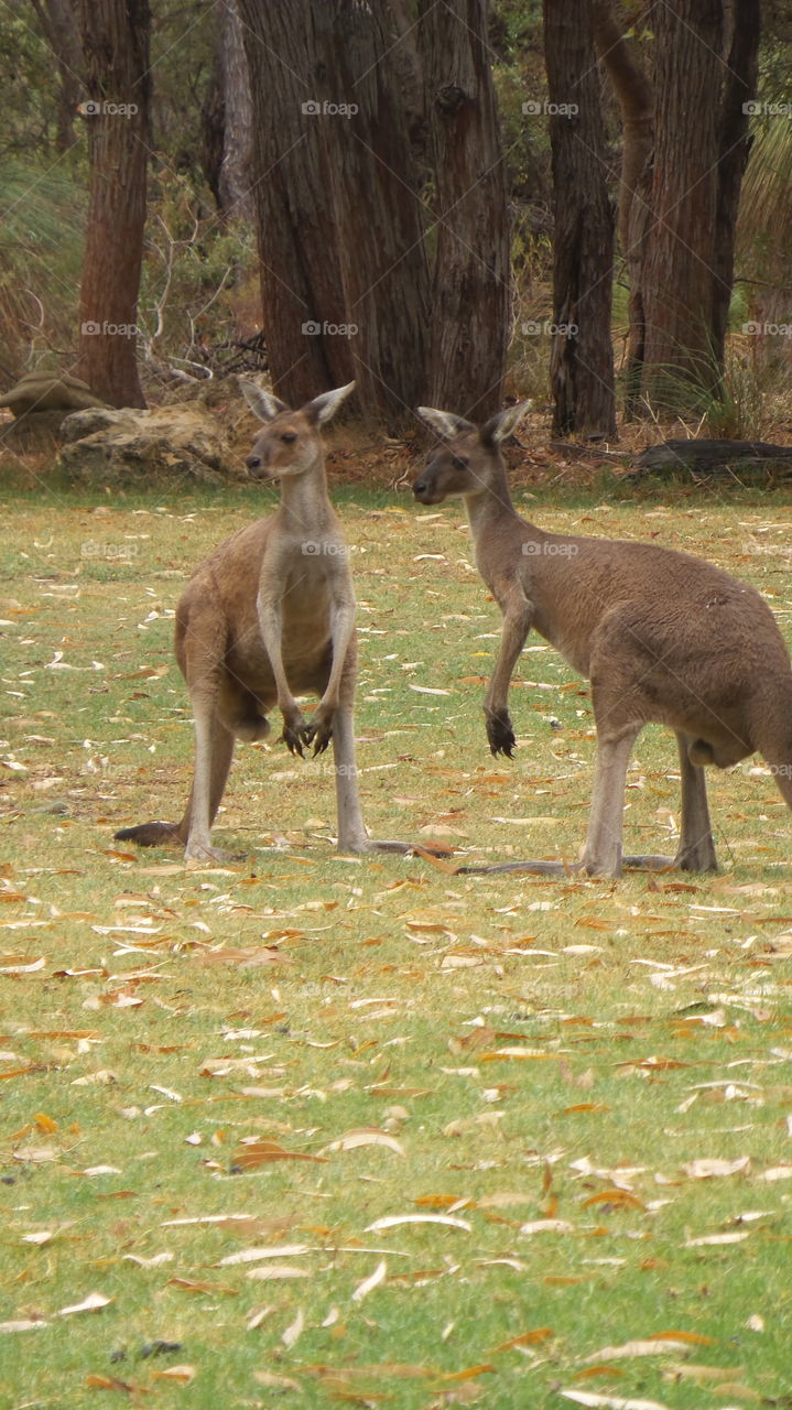 kangaroos , Australia