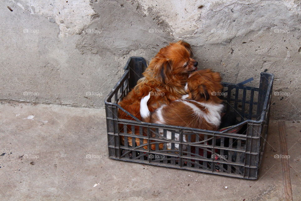 Beautiful small dogs mother and son in a plastic box