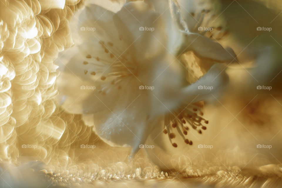 Jasmine close up in bokeh 