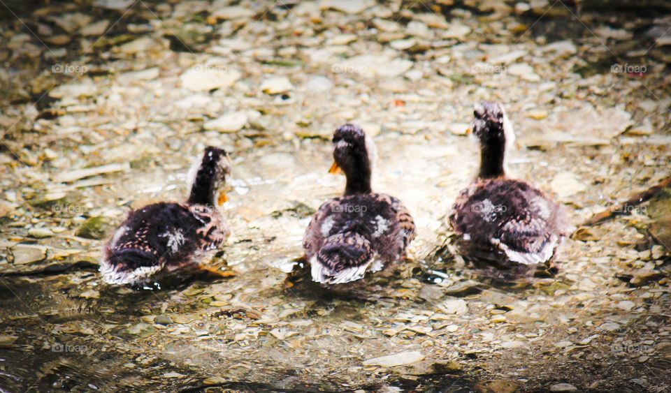 3 of a kind. These duckings melt my heart. Love love LOVE.