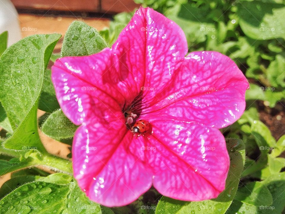 Ladybug in the flower. Ladybug in the middle of the flower