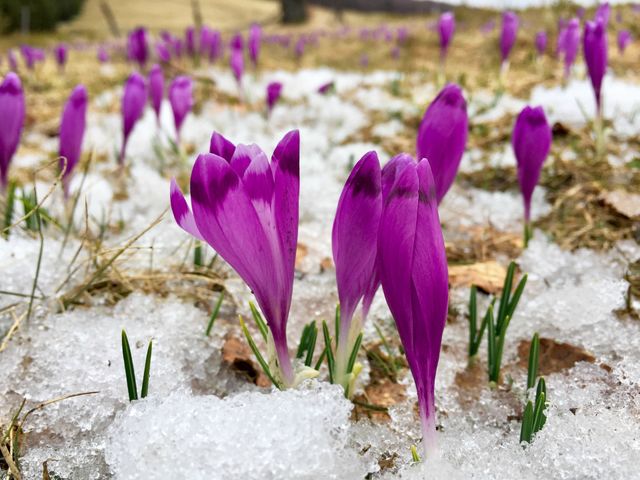 Crocuses blooming in spring