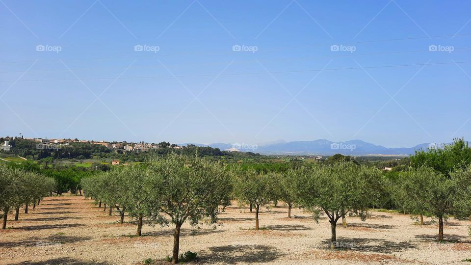 Panoramic view of Majorcan countryside. Frutal trees on the front, village of Sa Cabaneta and mountains at the background
