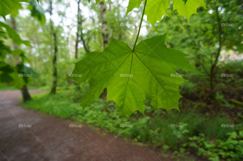 Green leaf, maple