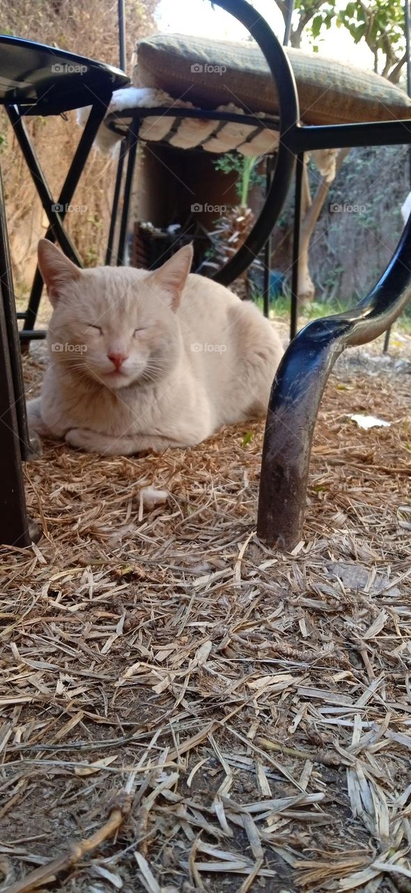 White cat ,sleep under table