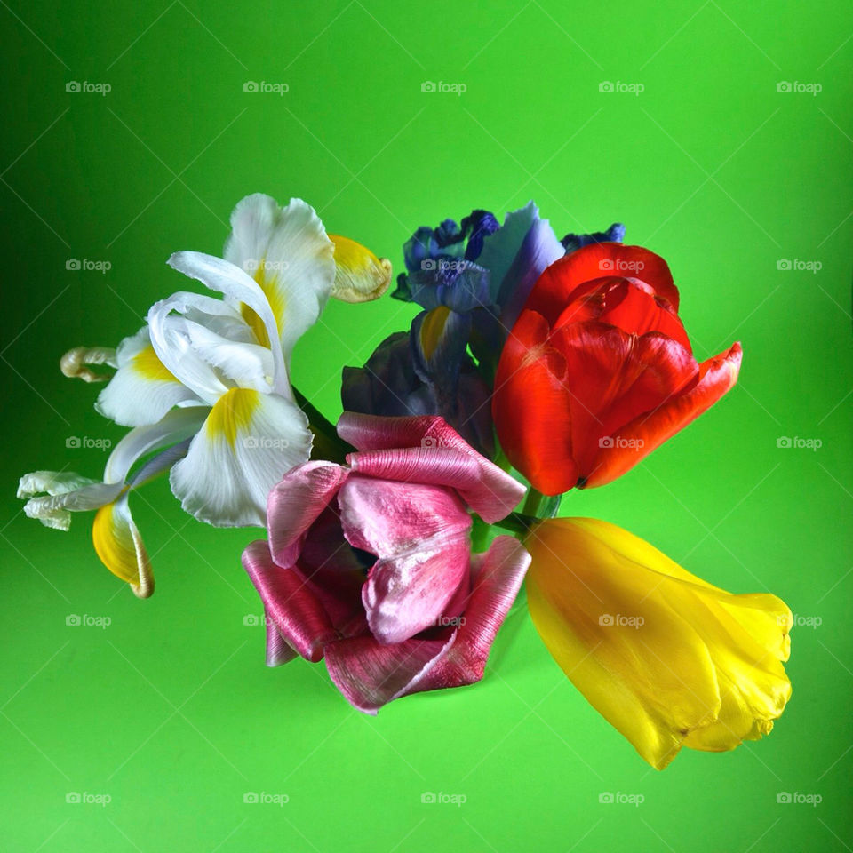 colors tulip lilium by albertobaldelli