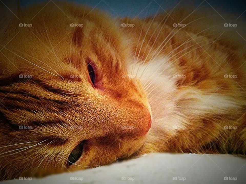 Cat Nap