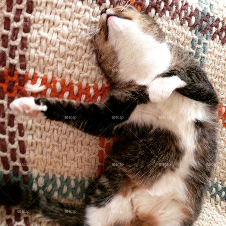Cat nap 