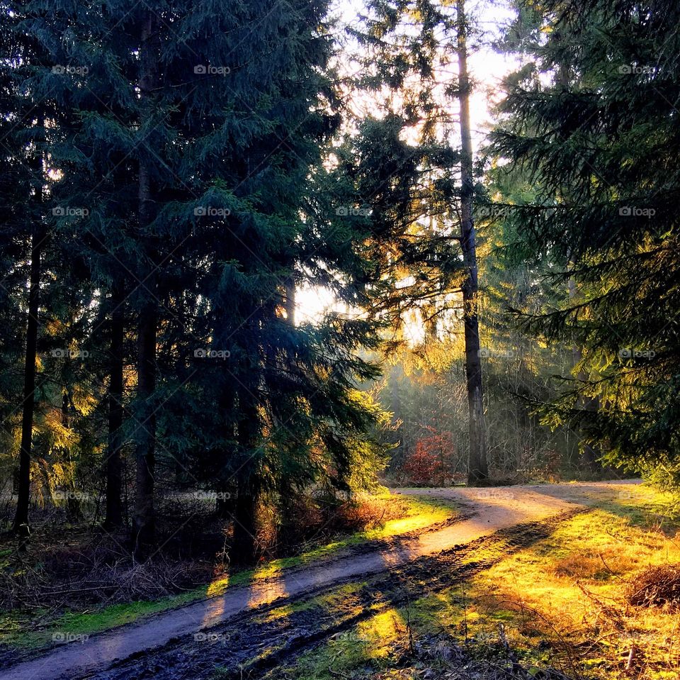 Road through forest