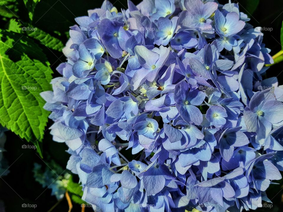 hydrangea 