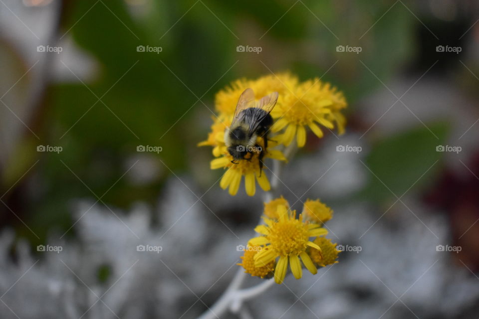 A fluffy black and yellow bumblebee fuelling up on some pollen. 