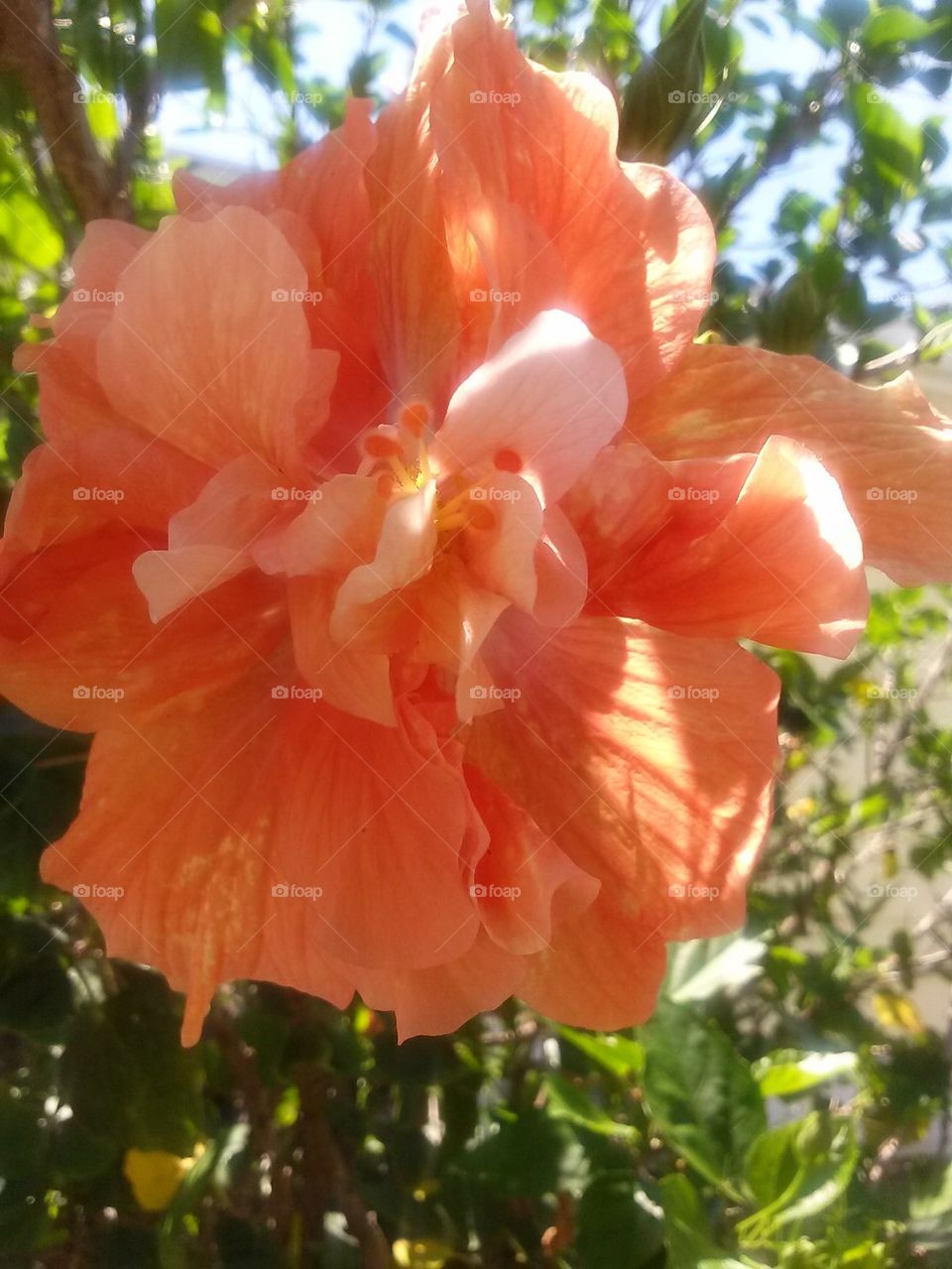 double hibiscus 