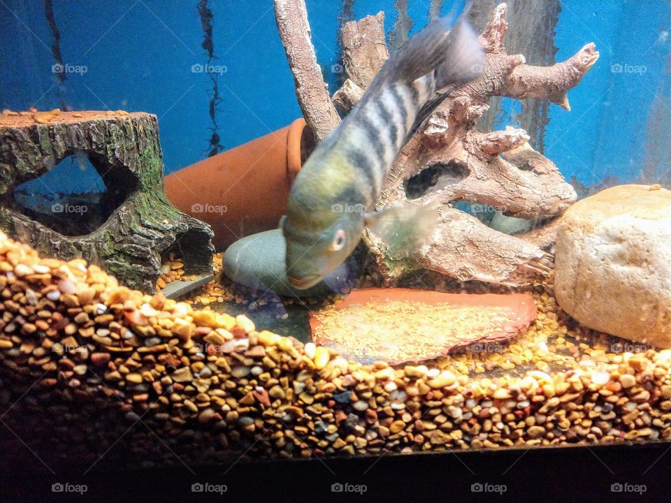 Female Amphilophus Flaveolus guarding eggs... Tropical fish inside Aquarium 👌