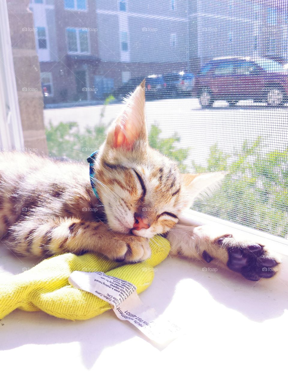 sleeping kitten. sleeping kitten by the window