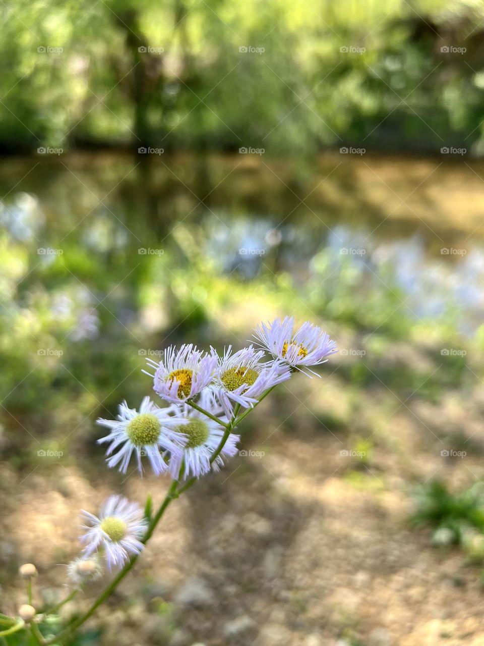 Wild white daisies emerging in the spring. Background is creek and tree reflections.