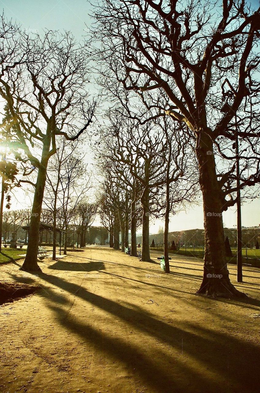 Tree lined Path, Paris, France