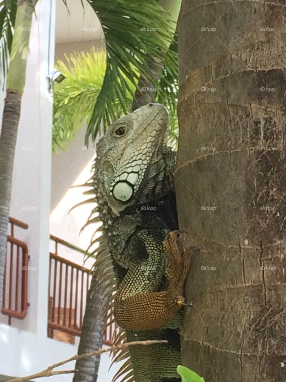 Iguana 