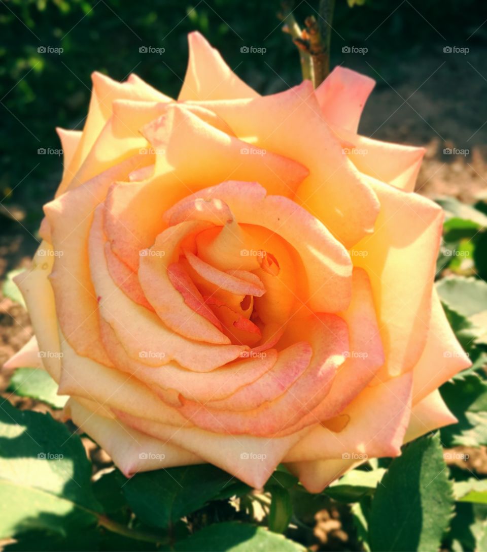 Our rose with orange petals showing all the beauty of nature.  How not to be inspired? / Nossa roseira de pétalas alaranjadas mostrando toda a beleza que bem da natureza. Como não ter inspiração?