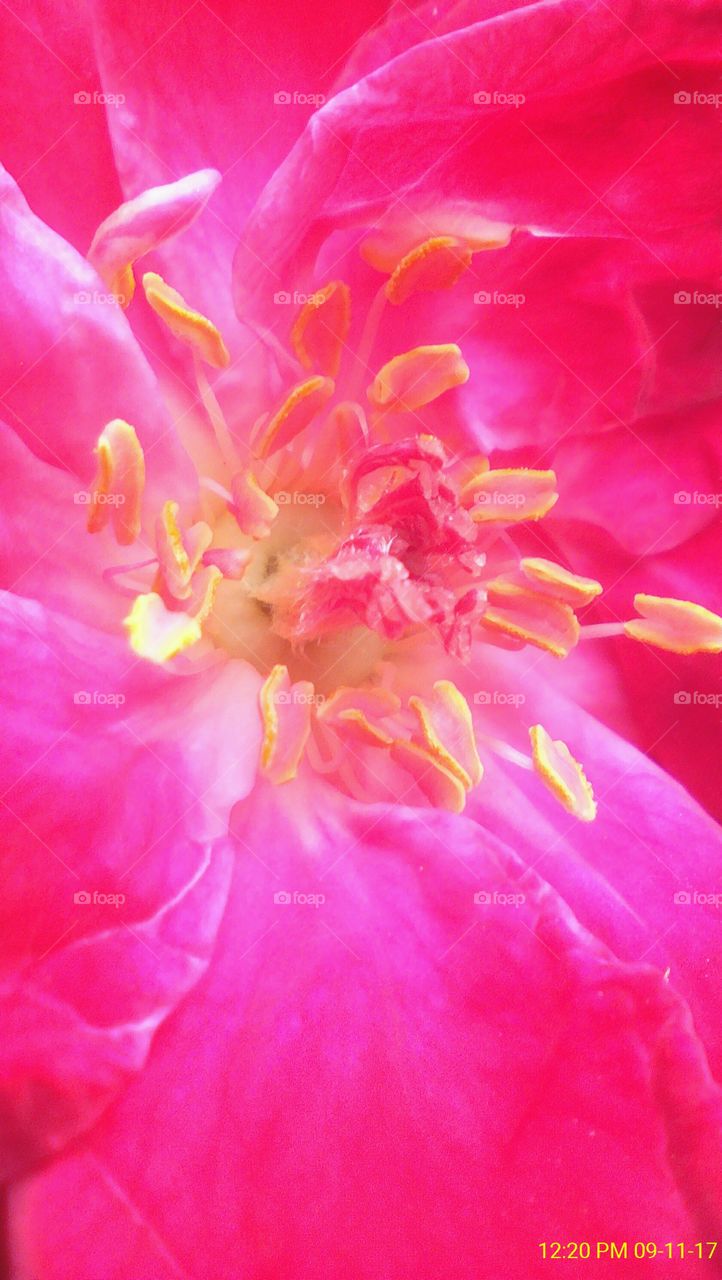 Macro focused rose flower