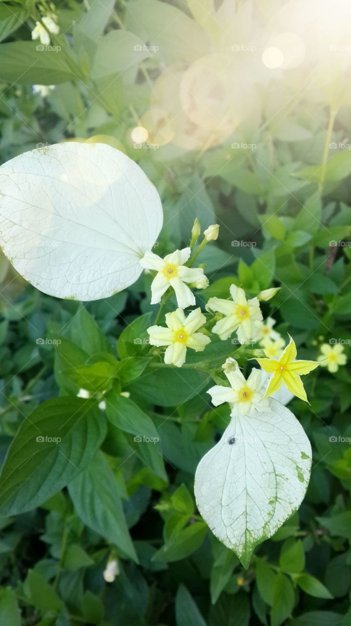 amazing white flower