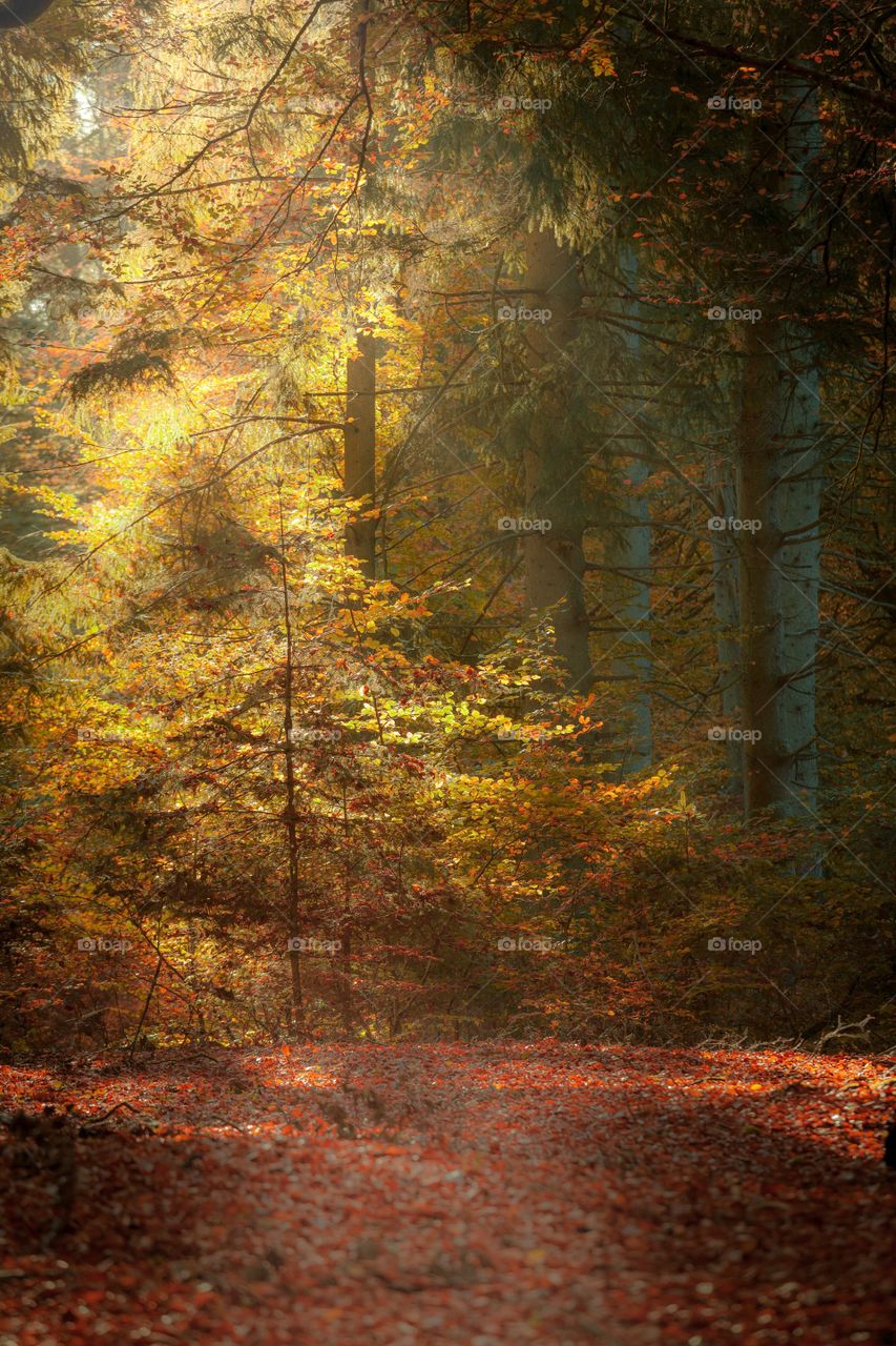 From a beautiful walk in the forest. I love the moody look you’ll in october. The colors are mesmerizing